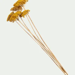 Fleurs Séchées*alinea Botte d'achilée séchée H55cm - Jaune