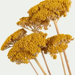 Fleurs Séchées*alinea Botte d'achilée séchée H55cm - Jaune