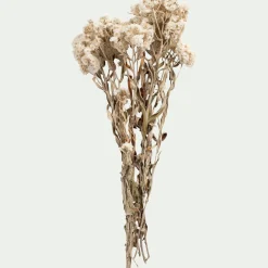 Fleurs Séchées*alinea Botte d'anaphalis séchée H55cm - Blanc