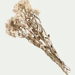 Fleurs Séchées*alinea Botte d'anaphalis séchée H55cm - Blanc