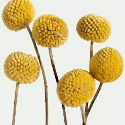 Loisirs Créatifs|Fleurs Séchées*alinea Botte de craspedia séchée H55cm - Jaune