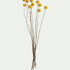 Loisirs Créatifs|Fleurs Séchées*alinea Botte de craspedia séchée H55cm - Jaune