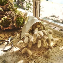 Loisirs Créatifs|Fleurs Séchées*alinea Botte de lagure ovale séchée 50cm - Beige