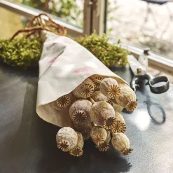 Loisirs Créatifs|Fleurs Séchées*alinea Botte de pavots séchés 50cm - Blanc