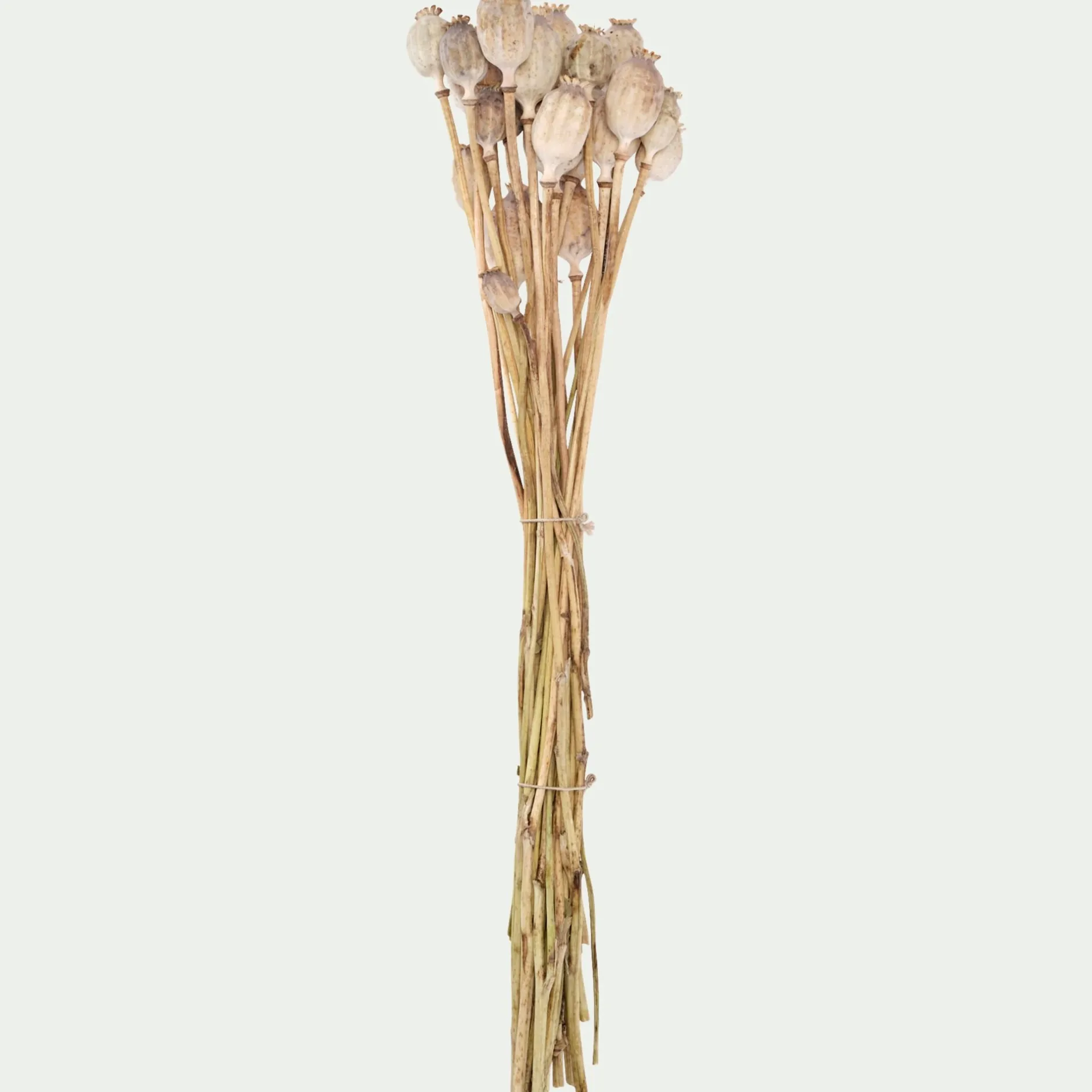 Loisirs Créatifs|Fleurs Séchées*alinea Botte de pavots séchés 50cm - Blanc