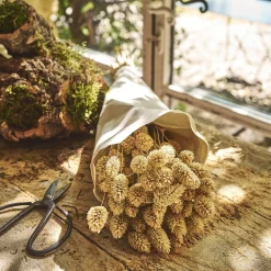 Loisirs Créatifs|Fleurs Séchées*alinea Botte de phalaris séchées 50cm - Blanc