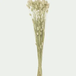 Loisirs Créatifs|Fleurs Séchées*alinea Botte de phalaris séchées 50cm - Blanc