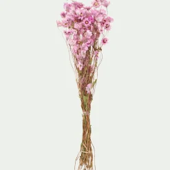 Loisirs Créatifs|Fleurs Séchées*alinea Botte de rhodantes séchées 50cm - Rose