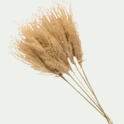 Fleurs Séchées*alinea Botte de roseau séchée H55cm - Beige