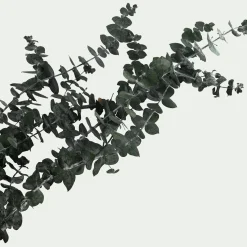 Loisirs Créatifs|Fleurs Séchées*alinea Botte d'eucalyptus préservée 55cm - Vert
