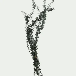 Loisirs Créatifs|Fleurs Séchées*alinea Botte d'eucalyptus préservée 55cm - Vert