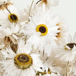 Loisirs Créatifs|Fleurs Séchées*alinea Bottes de marguerites séchées 55cm - Blanc