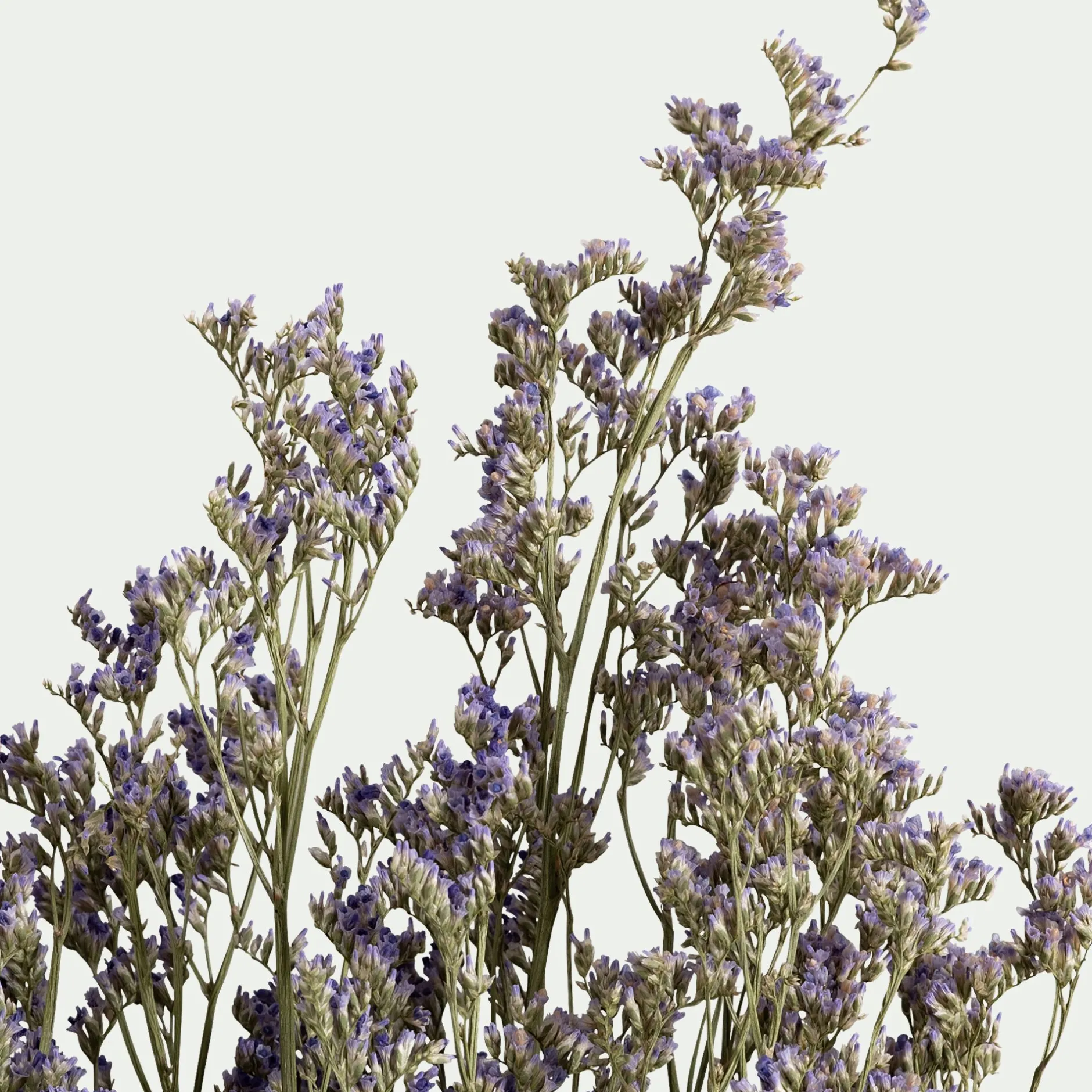 Loisirs Créatifs|Fleurs Séchées*alinea Bottes de saladelles sinuées séchées 55cm - violet