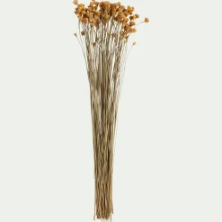 Loisirs Créatifs|Fleurs Séchées*alinea Bottes d'immortelle h55cm - Naturel