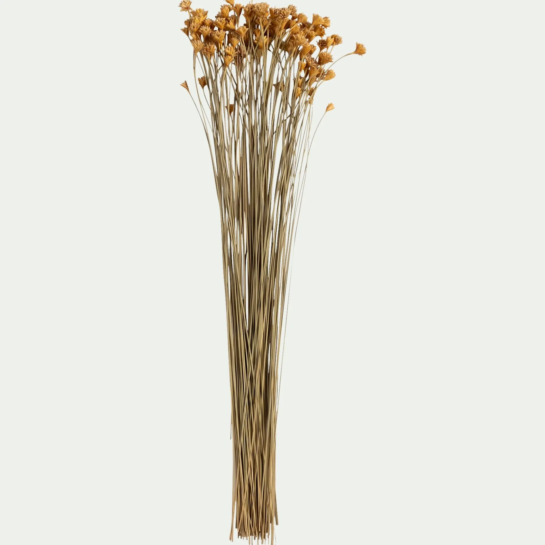 Loisirs Créatifs|Fleurs Séchées*alinea Bottes d'immortelle h55cm - Naturel