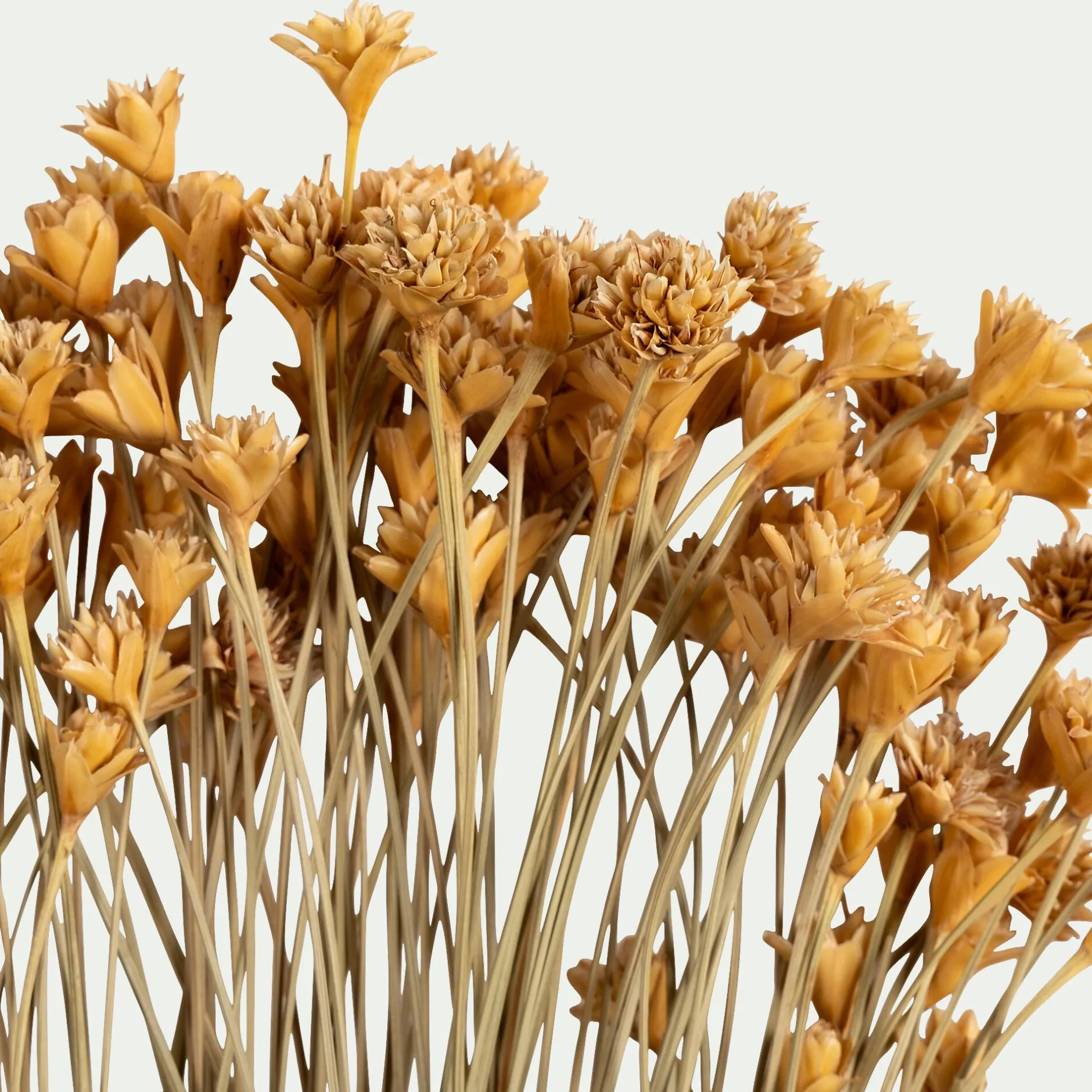 Loisirs Créatifs|Fleurs Séchées*alinea Bottes d'immortelle h55cm - Naturel