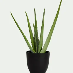 Plante Artificielle*alinea Plante artificielle aloe - H52cm Vert